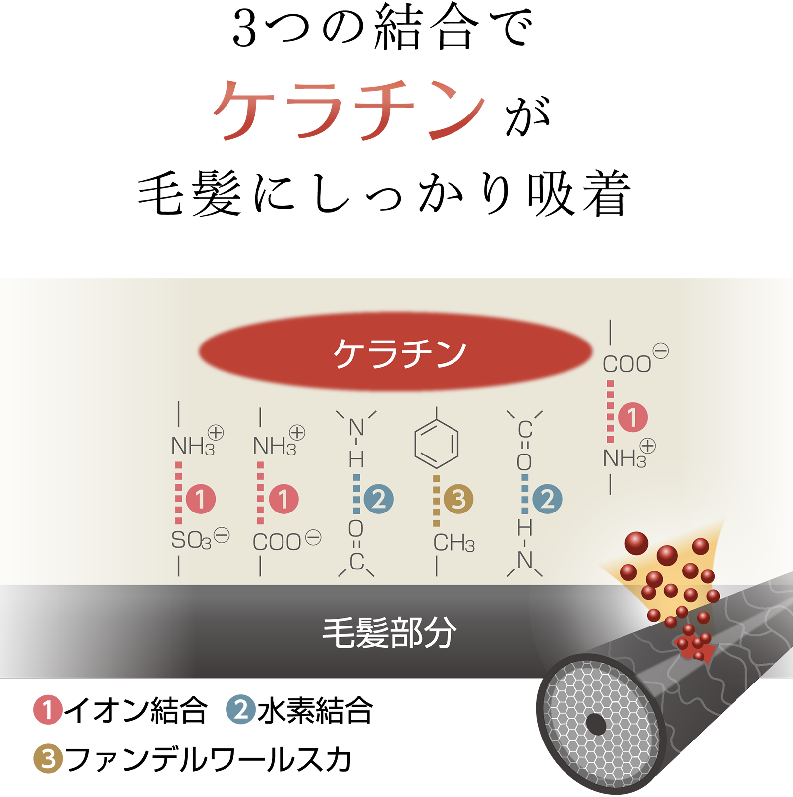 3つの結合でケラチンが毛髪にしっかり吸着