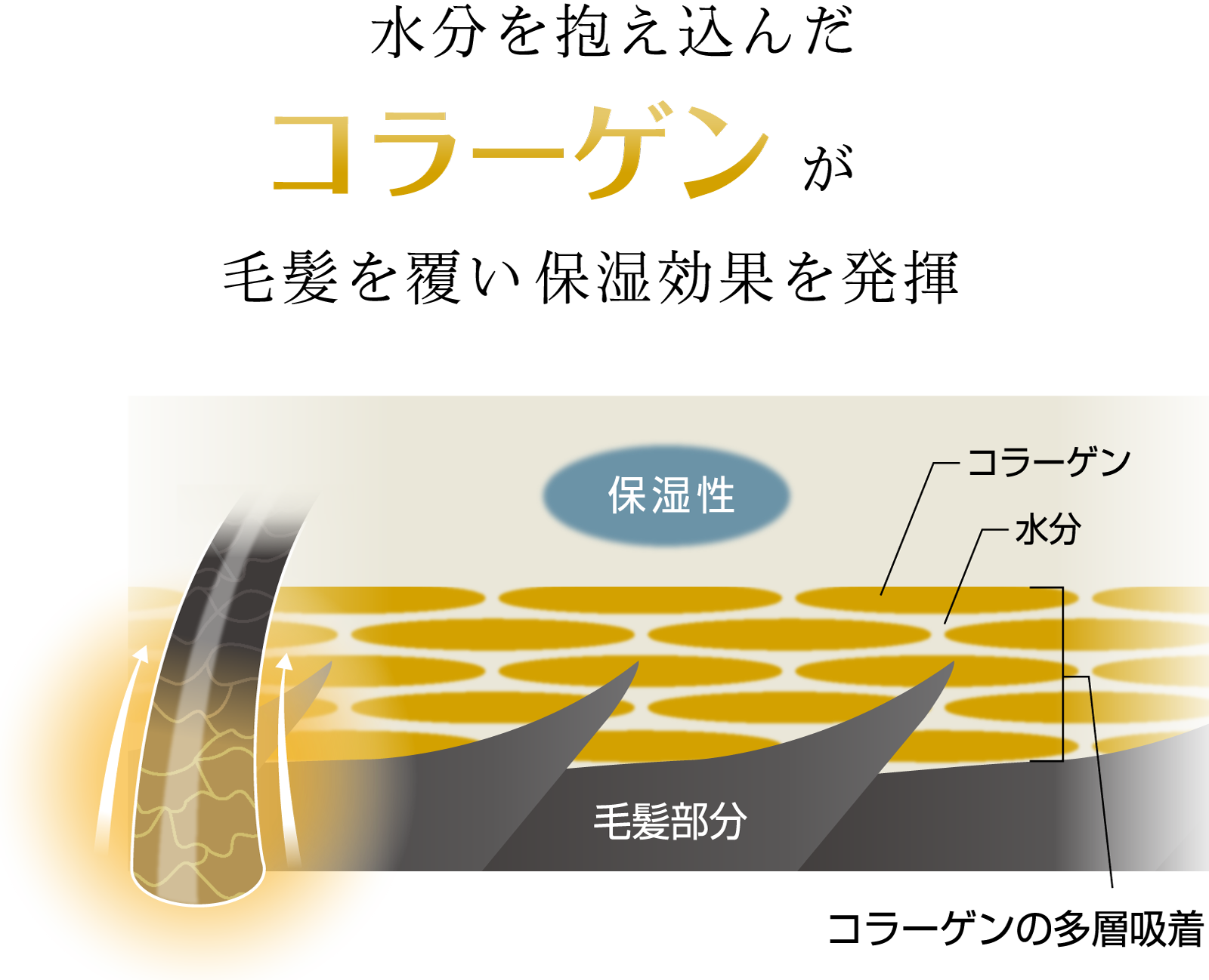 水分を抱え込んだコラーゲンが毛髪を覆い保湿効果を発揮